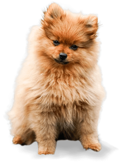 Home Dog About