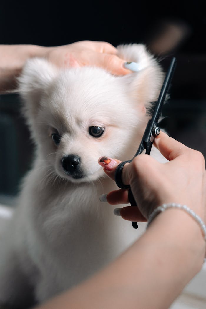 Crafting Captivating Headlines: Your awesome post title goes here Adorable white puppy gets a haircut during a grooming session. Perfect pet salon image.