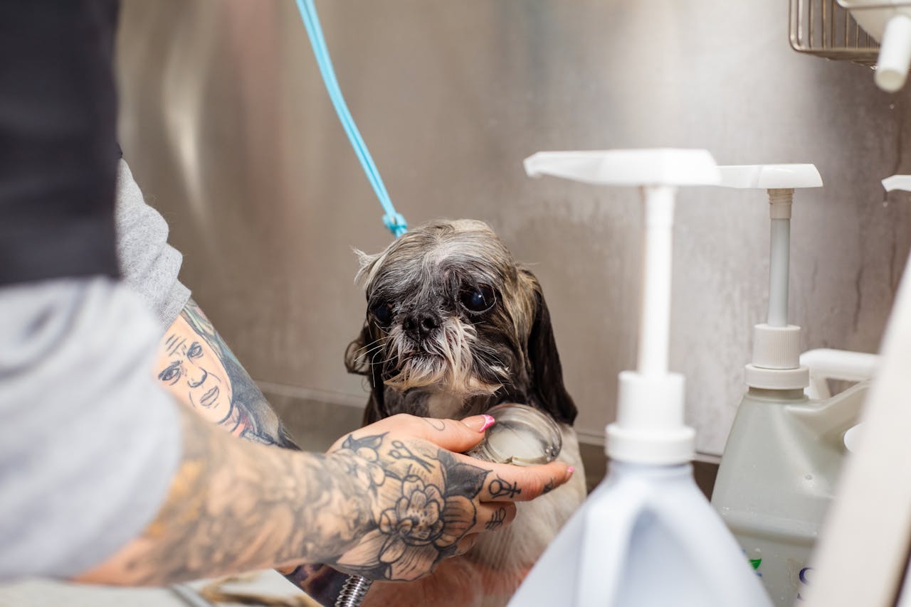 Mastering the First Impression: Your intriguing post title goes here A Shih Tzu getting a bath by a tattooed groomer in a professional setting. Pet care in action.