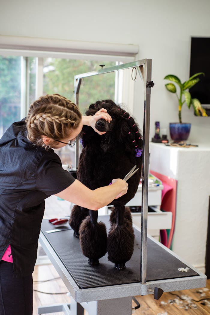 The Art of Drawing Readers In: Your attractive post title goes here A groomer expertly trims a poodle on a grooming table indoors.
