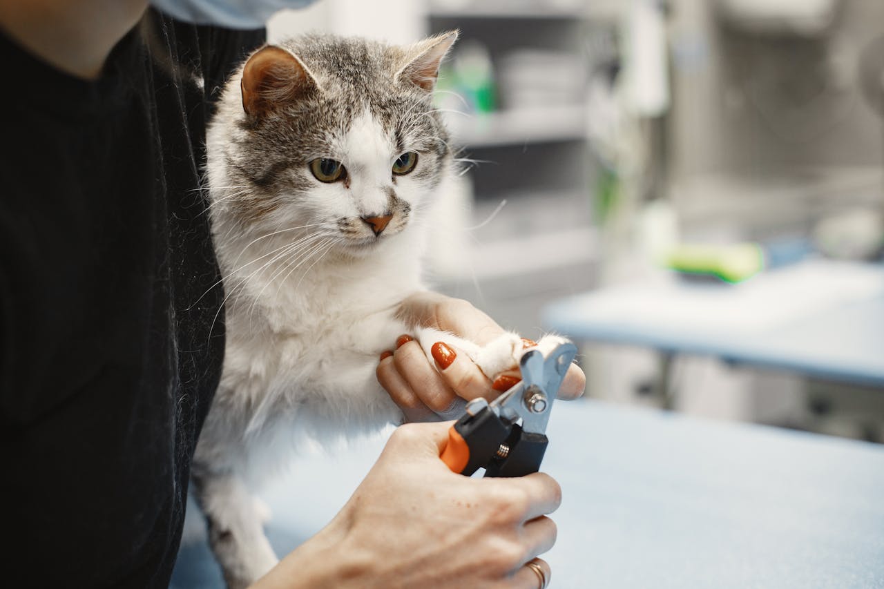 journey A domestic cat receiving a nail trimming at a professional pet grooming salon indoors.